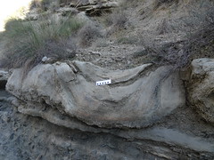 Megasismitas en depósitos lacustres - Rambla de los Pilares, Castilléjar (Granada, España) - 07