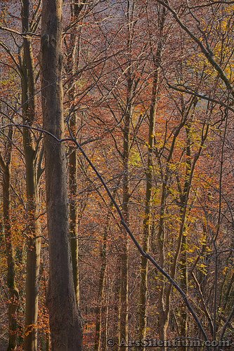 autumn fall bürenflue büren schwarzbubenland dorneck solothurn switzerland landscape nature forest woods trees light brown gold yellow