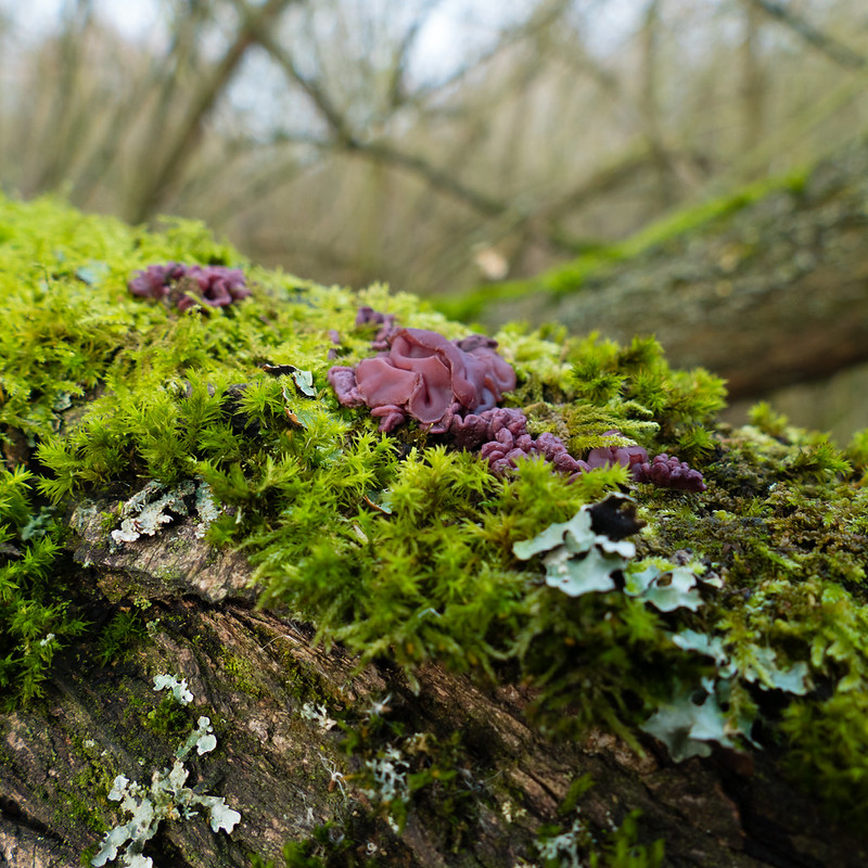 Jelly fungus, moss, lichen