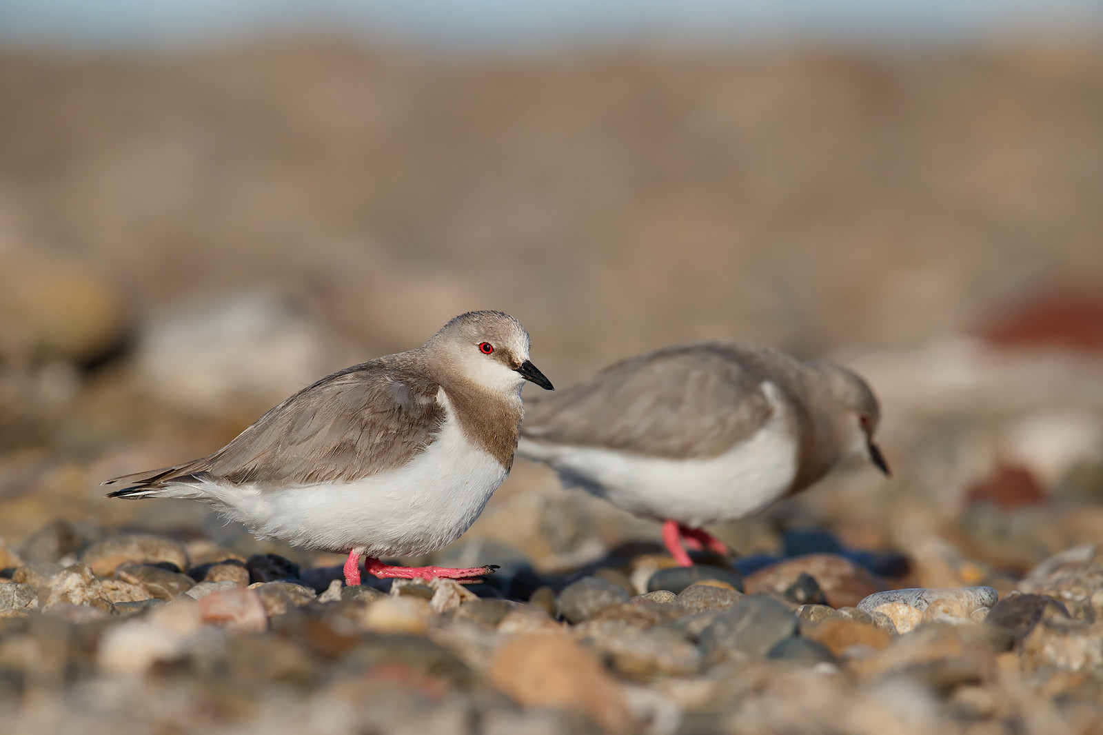 Pluvianellus socialis | Magellanic Plover | magellanpipare