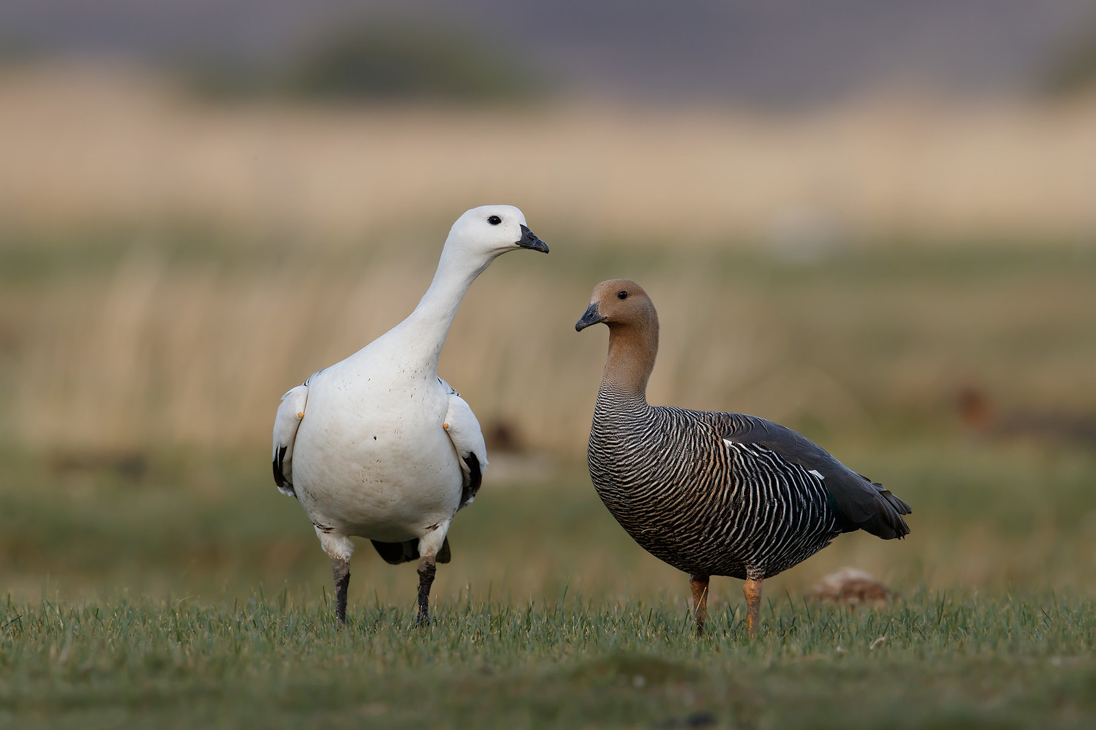Chloephaga picta | Upland Goose | magellangås