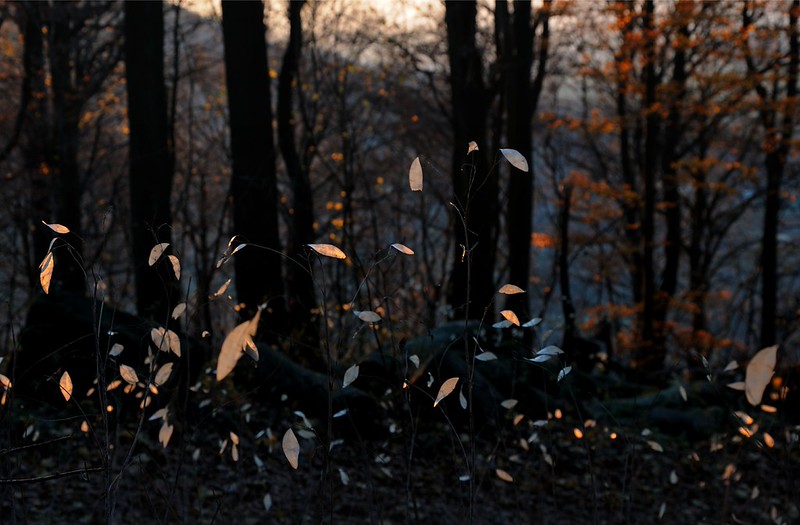 20181117-032F | Wald an der Milseburg, im Vordergrund Fruchtstände des Silberblatts (Lunaria rediviva). Rhön, 17.11.2018