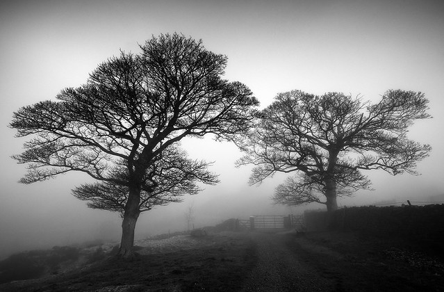 Silhouettes in the Mist