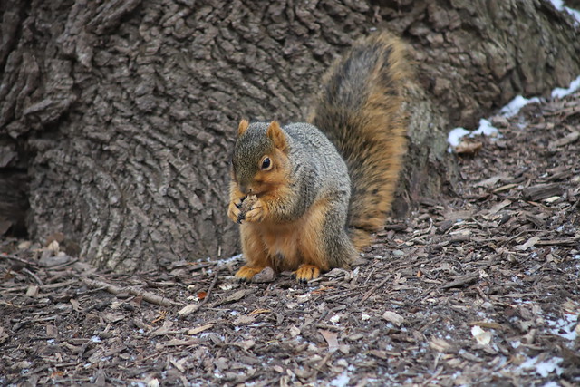 Fox Squirrels in Ann Arbor at the University of Michigan - January 10th, 2019