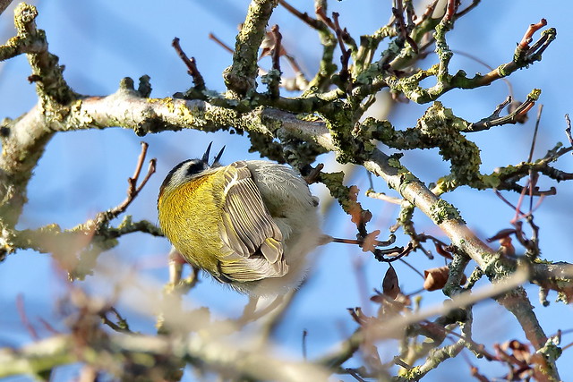 Common Firecrest (Regulus ignicapilla)