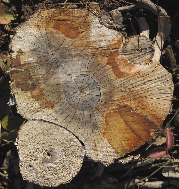 Cut tree trunk (Wright Run Creek, Dublin, Ohio, USA)