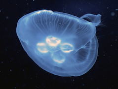 Newport Aquarium 06-15-2018 114 - Moon Jellyfish