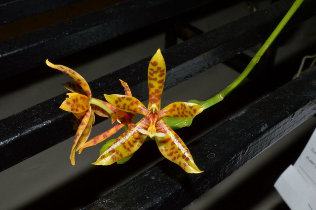 Phalaenopsis cornu-cervi