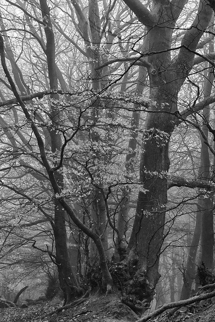misty woodland I