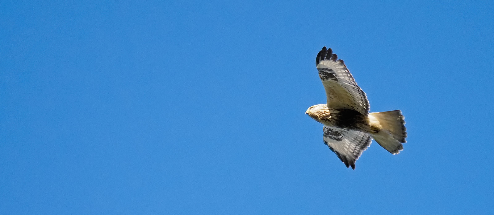 Rough-legged Buzzard - not epic but shows underwing pattern and tail