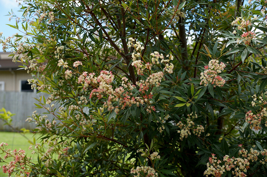 New South Wales Christmas bush (Ceratopetalum gummiferum)