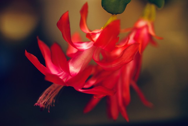 Wouldn’t you know it. Mid January and the Christmas cactus starts to bloom