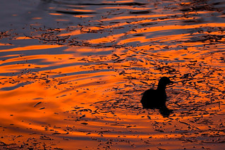 Ducks at Sunset