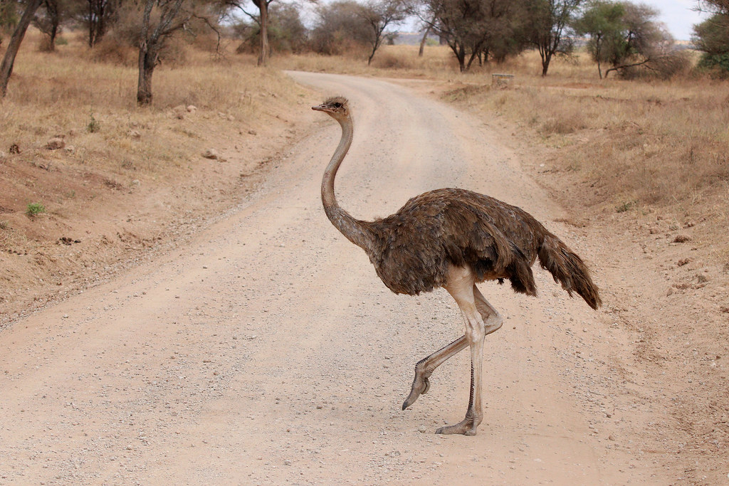 Ostrich crossing road | Ralf Galloway | Flickr