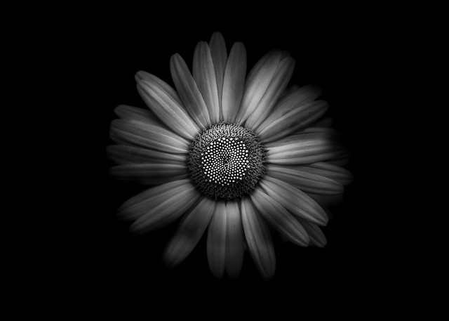 Backyard Flowers In Black And White 31