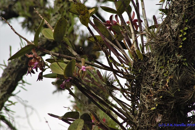 Cattleya tigrina (Cattleya leopoldii) in situ