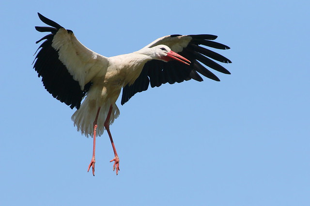 Stork Incoming