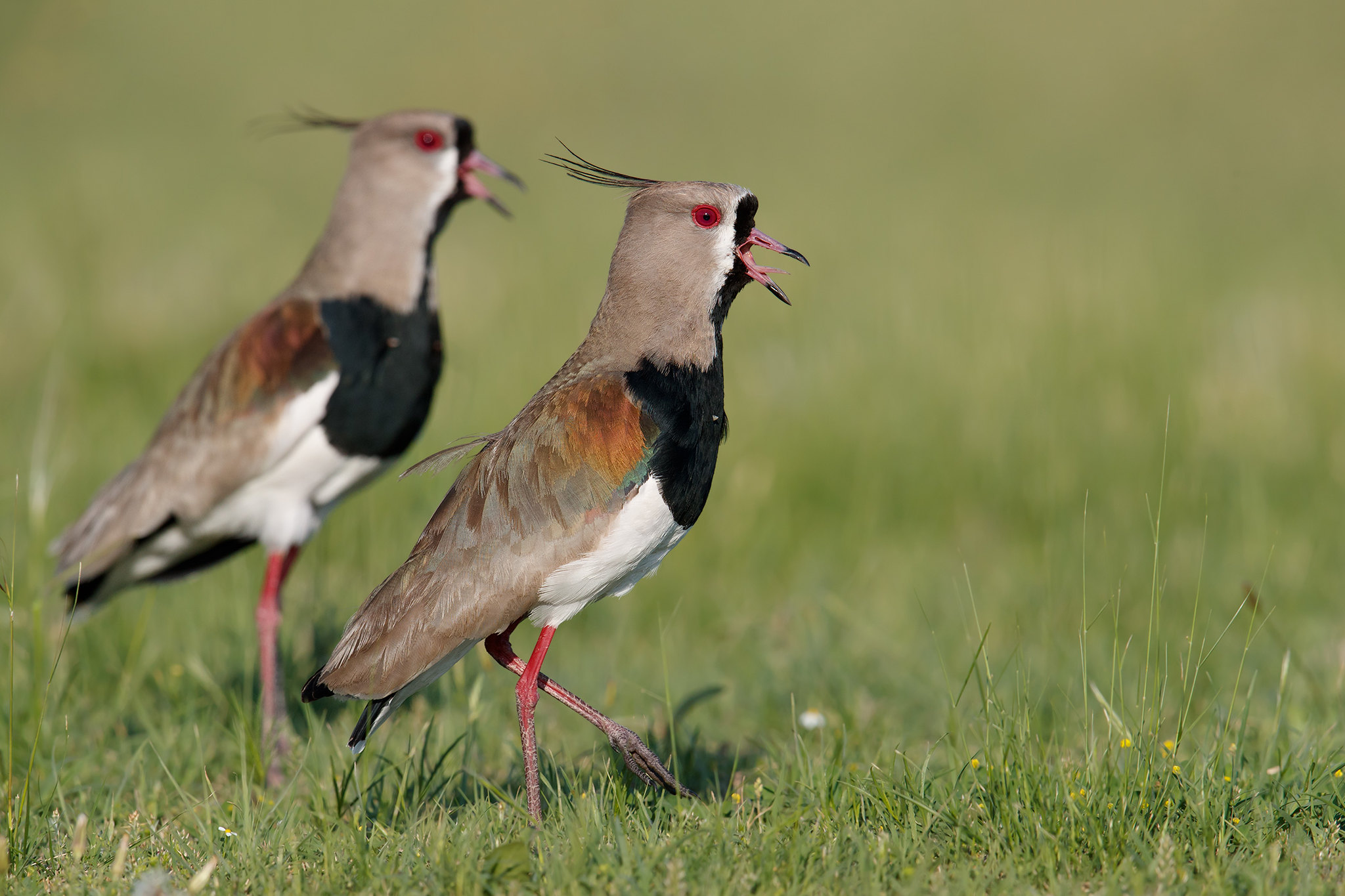 Vanellus chilensis | Southern Lapwing | sydamerikansk vipa