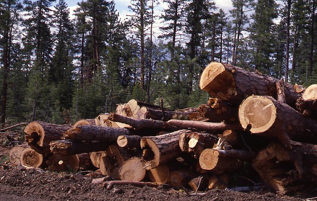 1980. Cull pile of logs with excessive decay. Fremont National Forest, Oregon.