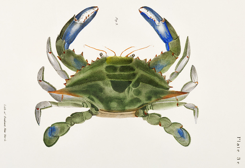 3. Blue crab (Lupa decanta) illustration from Zoology of New york (1842 - 1844) by James Ellsworth De Kay (1792-1851).