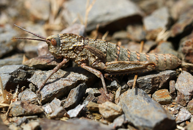 Shieldback Locust