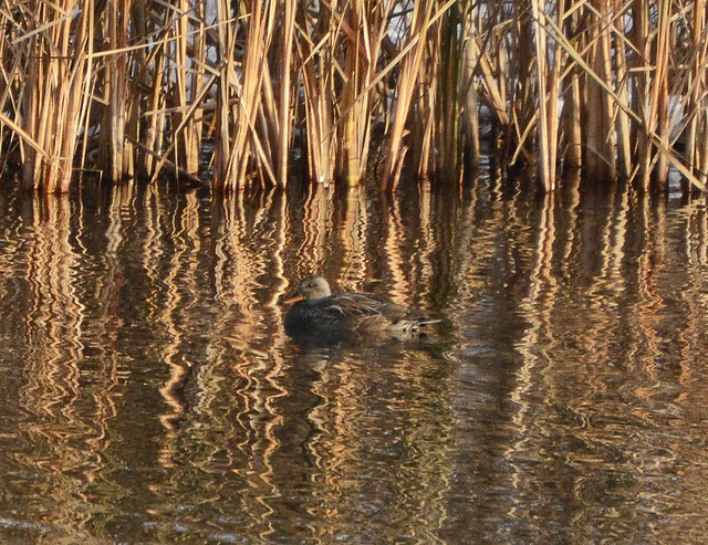 Gadwall at the pond today