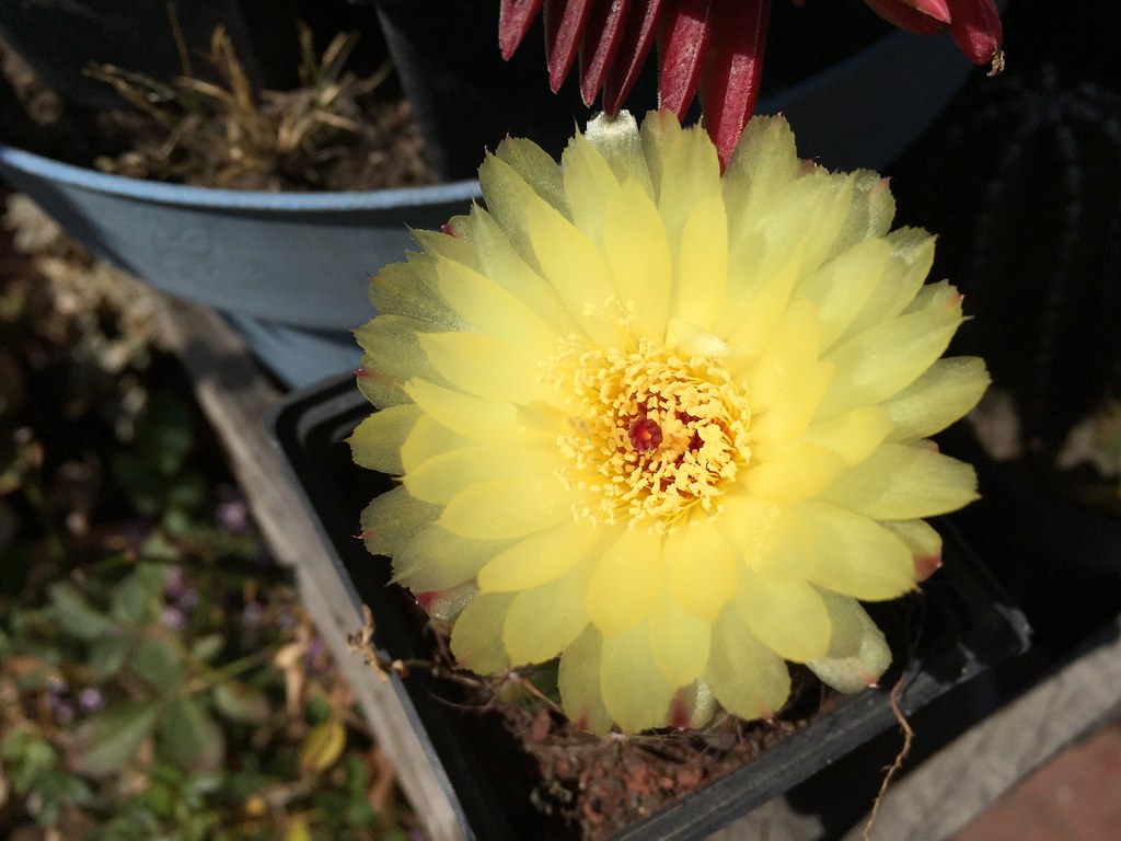 Cactus 🌵 Flower