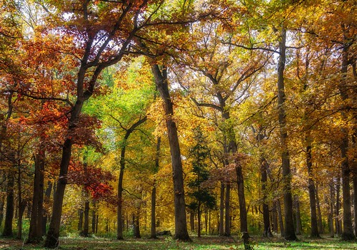 oglesby illinois unitedstates us fallcolors autumn landscape nature