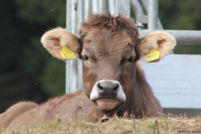 Tyrolean cow Barbi