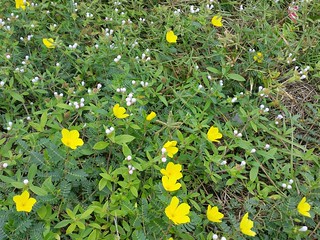 16-parkyellowflowers