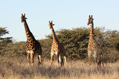 freestate southafrica südafrika suidafrika sandveld wildpark gamereserve animal tier giraffe