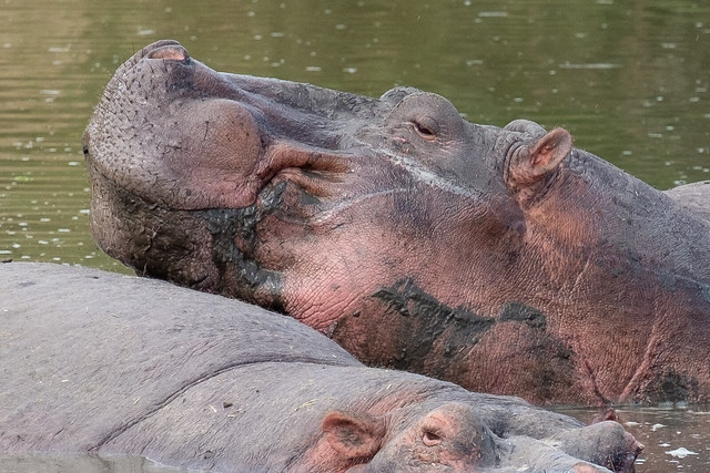 Silly hippos