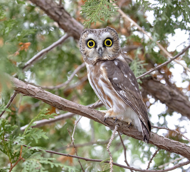 Saw whet Owl