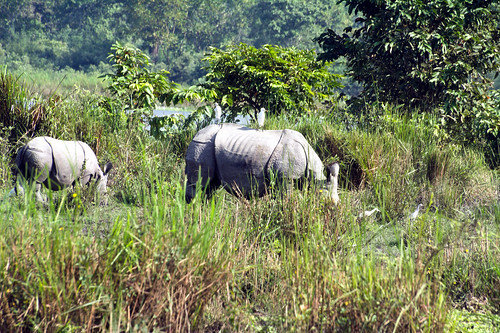 indiaassamkaziranga bagorirange nationalpark rhinoceros