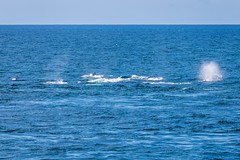 Moreton Island Whale Heat Run-16