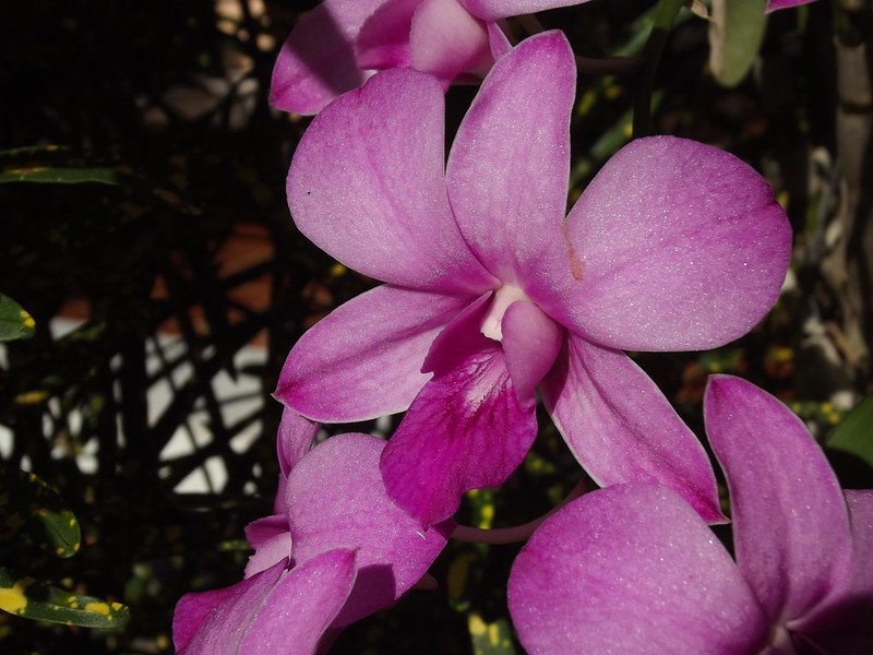 Unidentified purple orchid 2