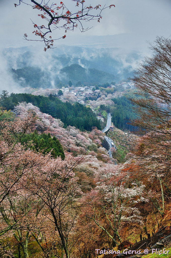 Misty Yoshino Yama Yoshinoyama åéå±± Mt Yoshino In Nara Flickr