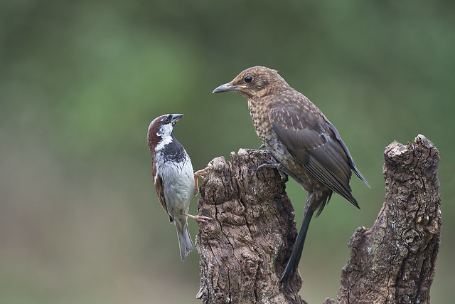 House Sparrow (Passer domesticus) Blackbird (Turdus merula)