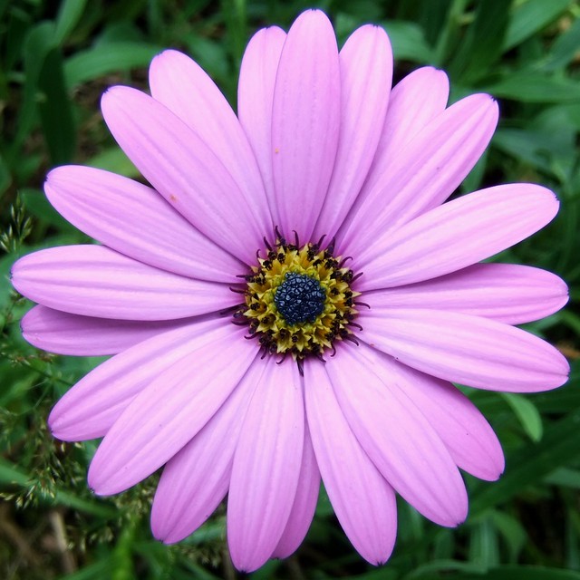 Canterbury Day Trip @ 16 July 2015 (1/14) - Dimorphotheca (African Daisy) (1/2)
