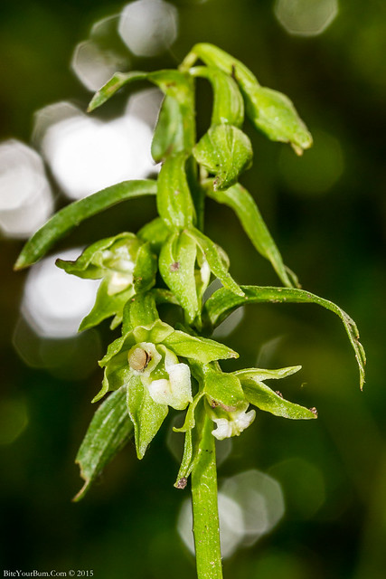 Green-flowered Helleborine Orchid (Epipactis phyllanthes)