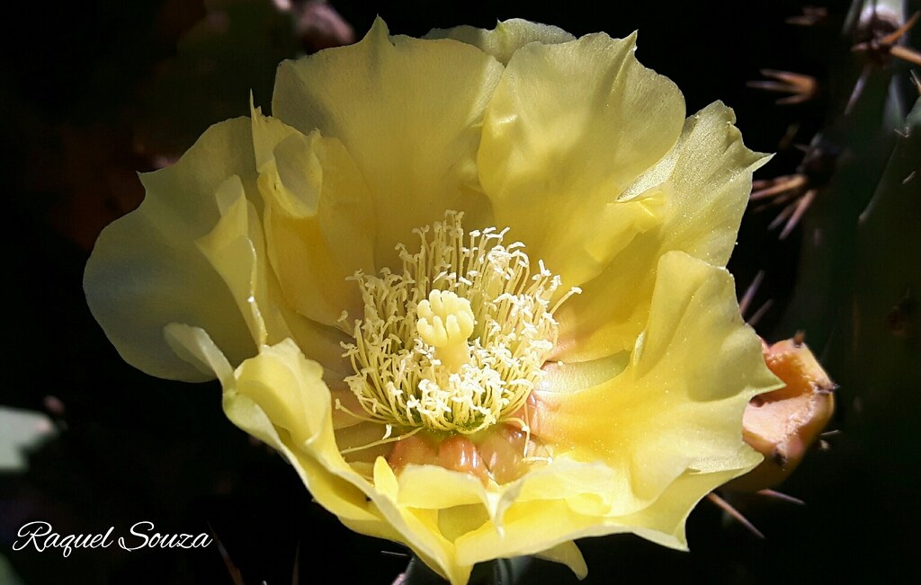 Flor amarela #flores #flor #flowers #flower #nature #natur… | Flickr