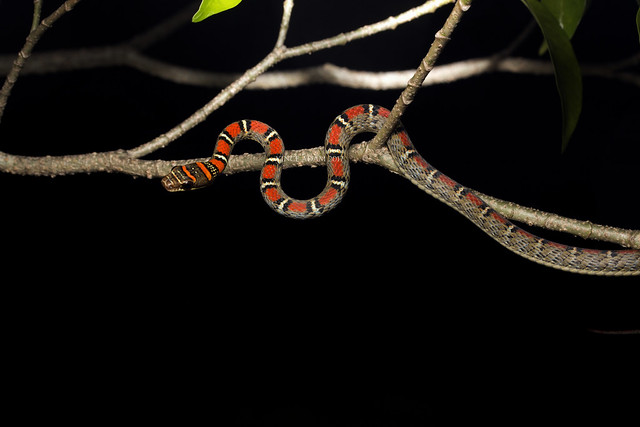 IMG_1684-0(W) Twin-barred Flying Snake (Chrysopelea pelias)