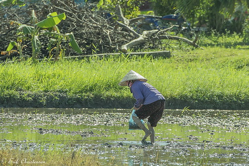 khanhhoa vietnam vn ricepaddy farmer woman lady nonla submerged color
