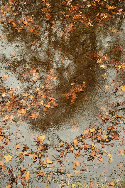 Leaves in the Creek