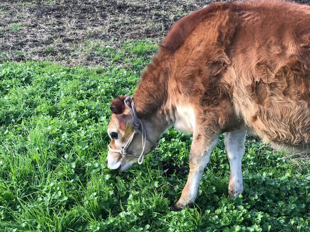 Mother farm