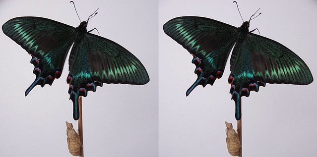 Papilio maackii, stereo cross view