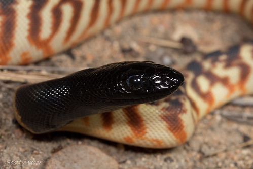 Black-headed python (Aspidites melanocephalus) | by Scott Macor