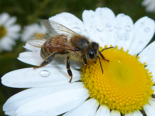 Apis mellifera | by epitree