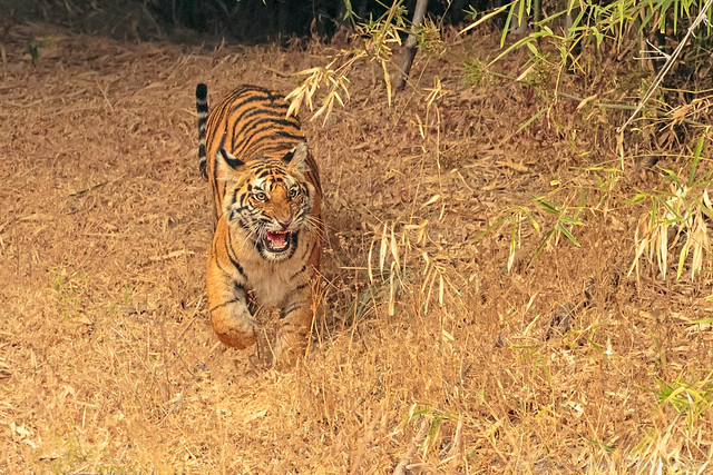 Bengal Tiger ( Panthera tigris tigris )