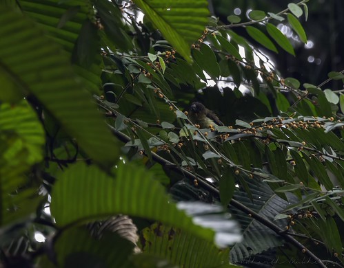 20180908-0I7A2009 by siddharthx, Sooty Barbet
The day I was there was very cloudy with hints of rain. The light was all grey and the